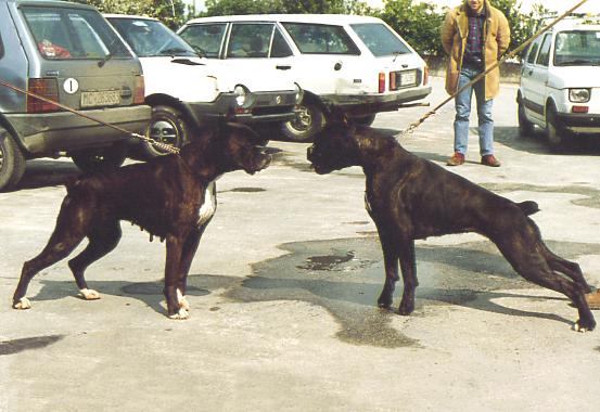 Bellamora (alla Vs. Sx), 12 anni, con Fulvia (Ch. Olimpio del Cole dell'Infinito x Ch. Playa del Colle dell'Infinito), 1 anno.