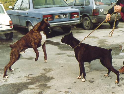 Bellamora (alla Vs. Dx), 12 anni, con Ch. Thomas del Colle dell'Infinito, 2 anni.