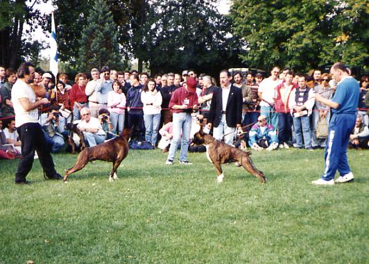 Ch. Teck del Colle dell'Infinito e Ch. David del Colle dell'Infinito al Campionato dell'Anno